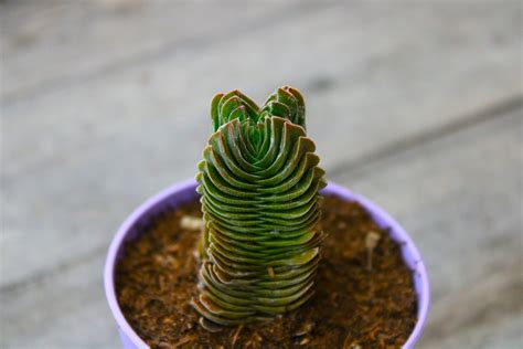 Crassula Buddhas Temple La Boutique Del Verde