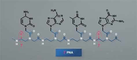 Custom PNA synthesis - DESTINA