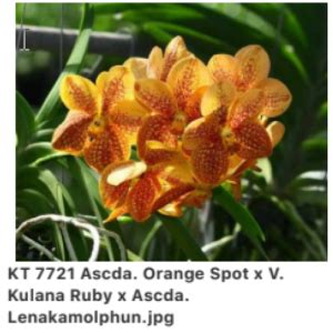 Vanda Kultana White X V Udom Gold X Mama Purita Natures Orchids