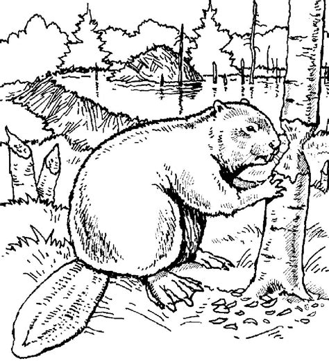 Oregon State Beavers Logo Coloring Pages Sketch Coloring Page