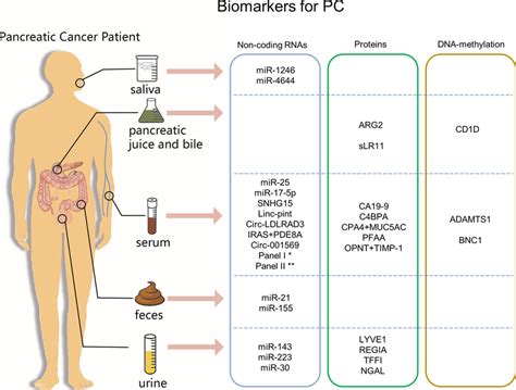 Biomarker Candidates For The Diagnosis Of Pancreatic Cancer From Download Scientific Diagram