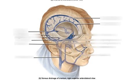 Cranial Dura Septa And Dural Venous Sinuses Diagram Quizlet