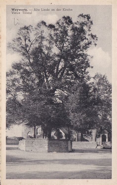 Weywertz Vieux Tilleul place de l église Alte Linde an der Kirche