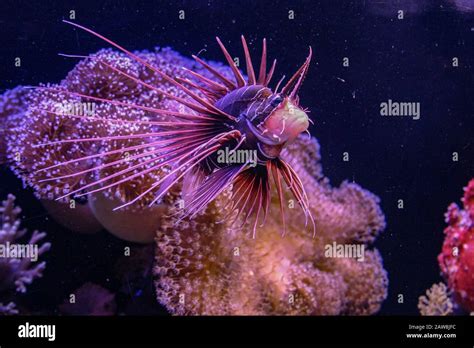 Underwater Photograph Of A Clearfin Lionfish Pterois Radiata