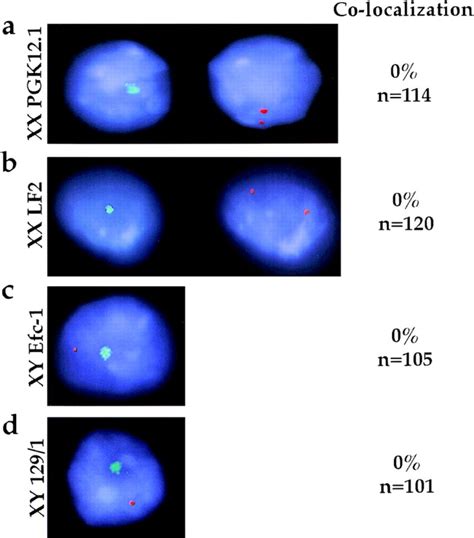 Mcb And Xist Rna Localization In Undifferentiated Es Cell Lines