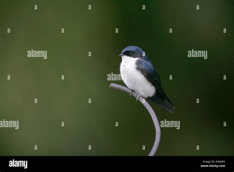 Notiochelidon Cyanoleuca Banque De Photographies Et Dimages Haute