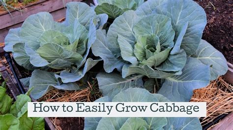 How To Grow Cabbage Hidden Springs Homestead