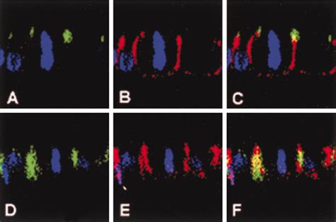 Subcellular Localization Of Lgn During Mitosis Evidence For Its