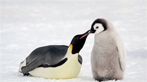 Almost no eggs hatch at emperor penguin breeding ground in three years | World News | Sky News