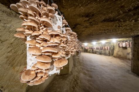 Mus E Du Champignon Saumur Val De Loire Tourisme