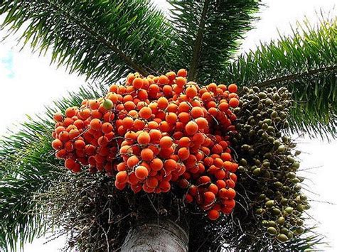 Foxtail Palm 10 Seeds Fresh Wodyetia Bifurcata Big Seeds - Etsy