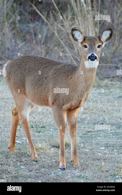 Wild Deer On The Side Of The Road In The Sandy Hook Gateway National