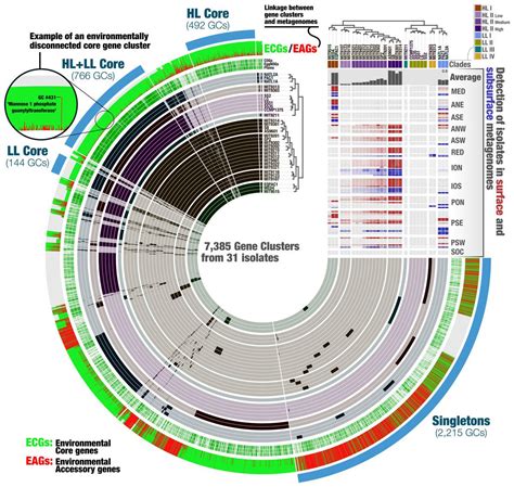 The Prochlorococcus metapangenome – Meren Lab