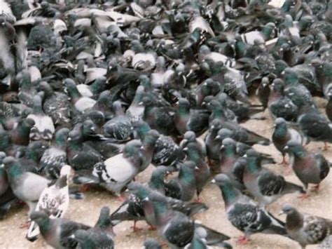 Pigeon Racing A Numbers Game Part 1 Winning Pigeon Racing And