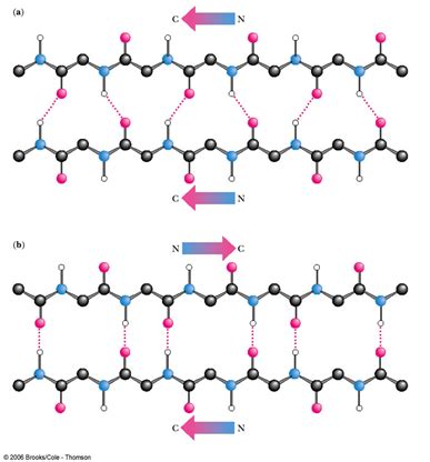 Molecules Of Life Proteins 1 Flashcards Quizlet