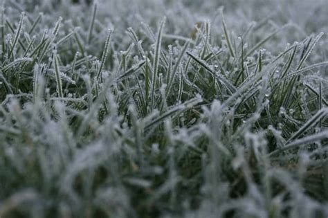 How To Protect New Grass From Frost