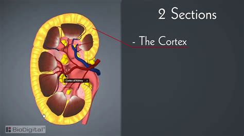 The Urinary System Anatomy And Introduction Youtube