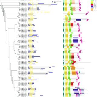 Phylogenetic Tree Of Duf Proteins From Arabidopsis Medicago