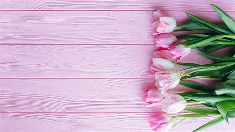 Fondos De Pantalla Tulipanes Rosa Y Fondo Rosa 3840x2160 Uhd 4k Imagen