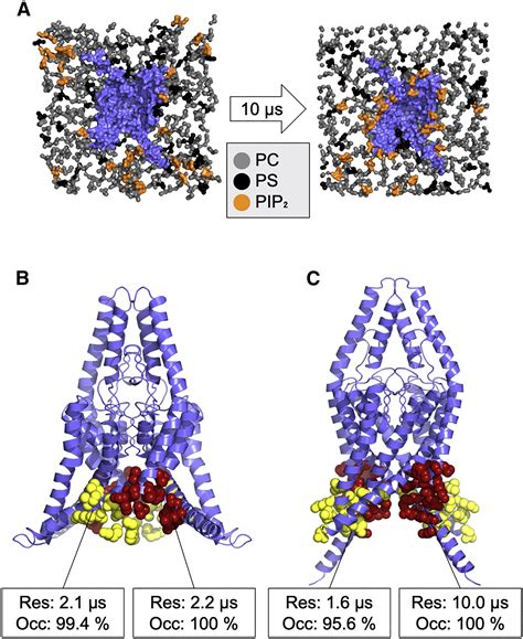 Transition Between Conformational States Of The TREK 1 K2P Channel