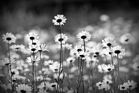 Black And White Daisy Background