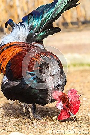 Transylvanian Naked Neck Or Turken Rooster Stock Photo Image 39833260