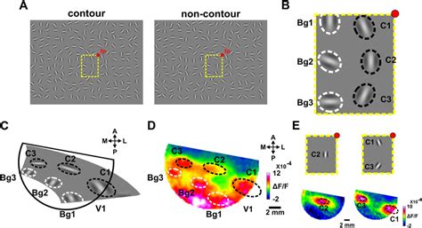 Visual Stimuli And Retinotopic Mapping Of The Circle And