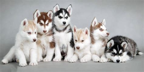 Siberian Husky Colors - Pomsky Pals