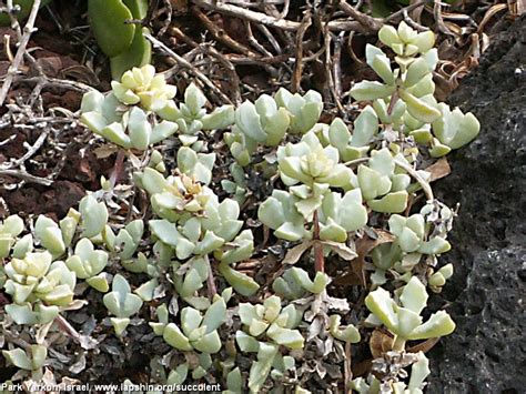 Succulent Atlas - Peter Lapshin