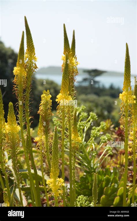 Tresco Abbey Gardens Stock Photo - Alamy