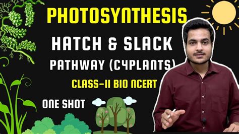 Hatch Slack Pathway C4 Plants Mesophyll Cells Bundle Sheath