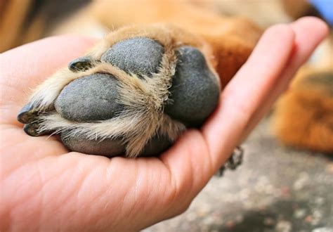 Dog Paw Injuries Burns Blisters And Sores Atelier Yuwaciaojp