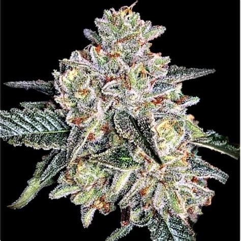 Zkittlez Autoflower Cannabis Seeds Seed Depot Canada