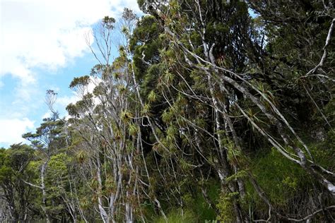 Dracophyllum Townsonii From Buller District West Coast New Zealand On