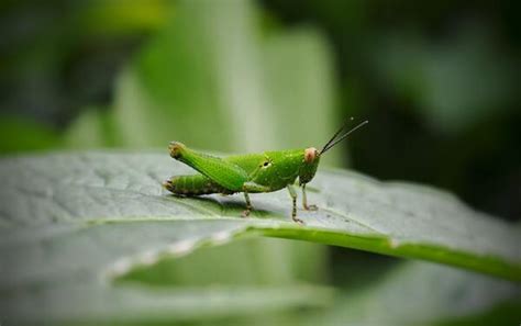 The Grasshopper - Symbolism, Spiritual Meaning & Message