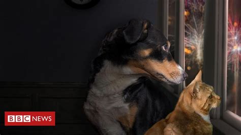 Animais e fogos de artifício como lidar o medo dos pets na virada