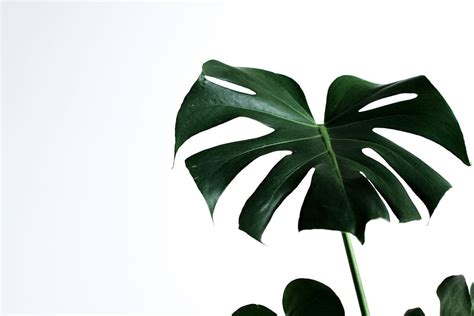 Details more than 85 minimalist plant desktop wallpaper super hot - in ...