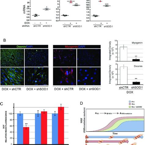 Sod Silencing Attenuates Th Mediated Myogenic Differentiation A