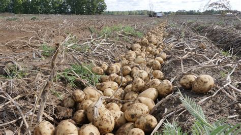 Potato Research Helps Grow Michigan Crop