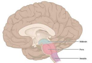 Medulla Oblongata Function And Location Sciencebeta