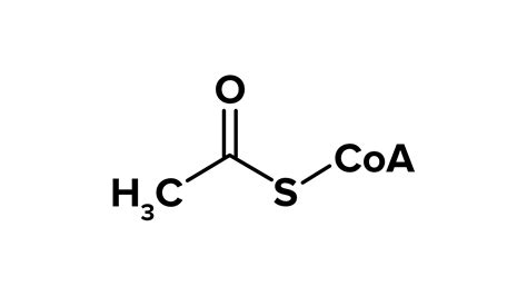 How many carbons does Acetyl CoA have?