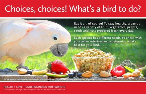 Food For Parrots For Parrots Posters For Parrot Advocates