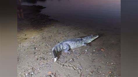 Jacar De Mais De Dois Metros Encontrado Passeando Em Via P Blica