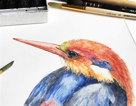 Black-backed Kingfisher watercolor illustration. on Behance