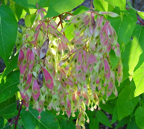 Ailanthus altissima (tree-of-heaven): Go Botany