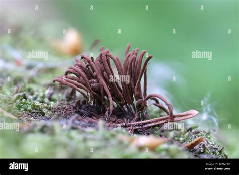 Stemonitis Axifera Known As The Chocolate Tube Slime Mold Myxomycete