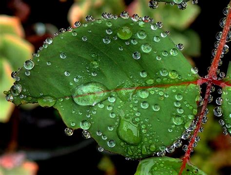 Fondos De Pantalla Naturaleza Naturaleza Fotografía Verde Hoja