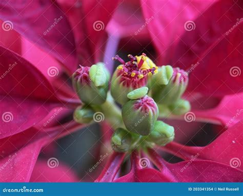 Poinsettia Flower Buds Stock Photo Image Of Flower 203341354