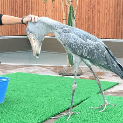 Shoebill Schuhschnabel Tiere Tier Fotos