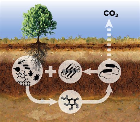 Decomposition - carboncyclebyvn